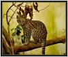 2/leopard (Small).jpg